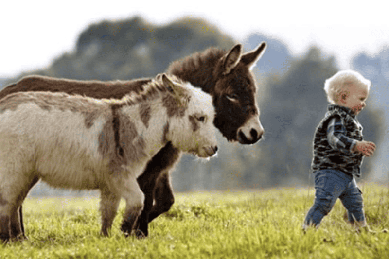 How Much Does a Donkey Weigh? (Miniature, Standard & Mammoth) Measuringly