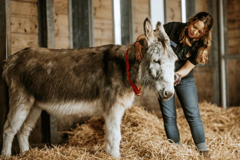 How Much Does a Donkey Weigh? (Miniature, Standard & Mammoth) Measuringly