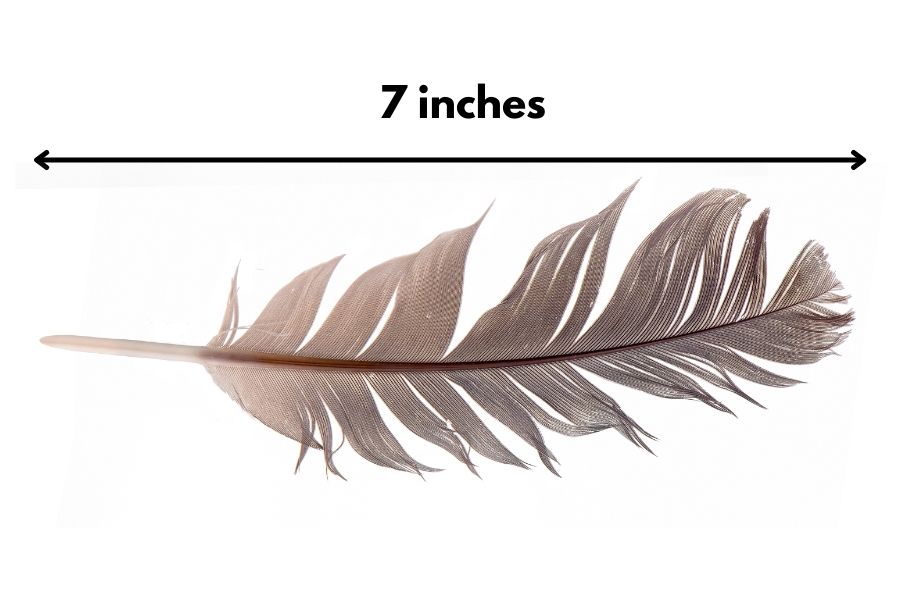 How Long Is 7 Inches Compared To An Object? - Measuring Stuff