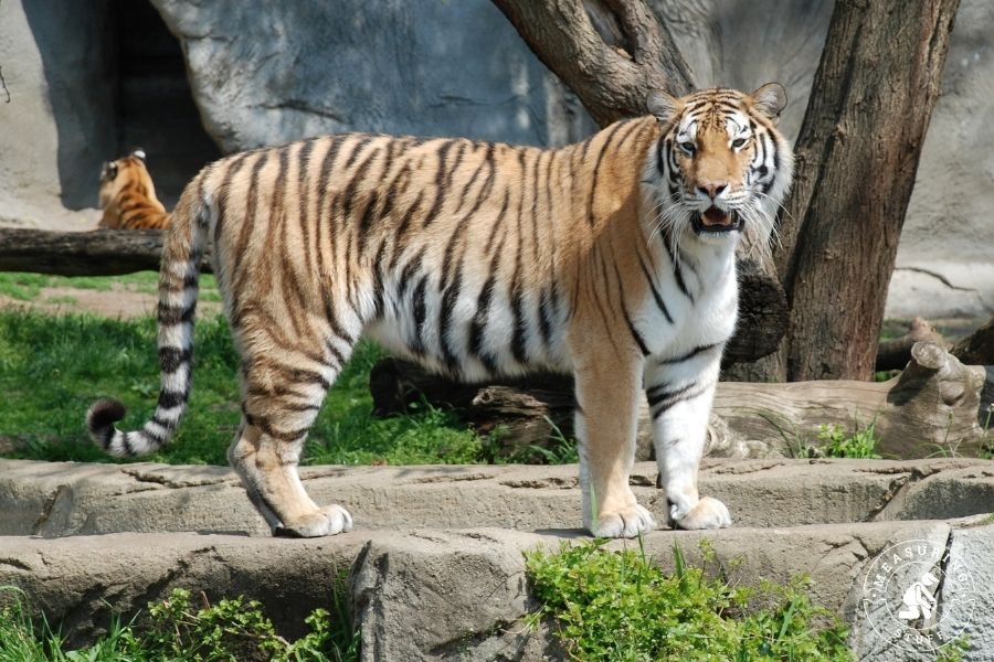 Things That Are 3 Meters Long (9 Examples) Measuring Stuff