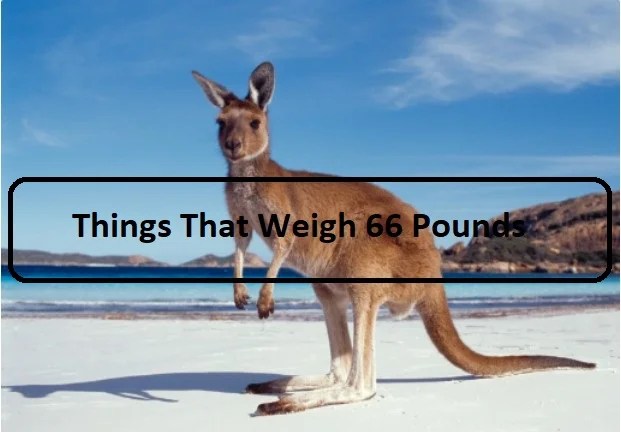 10 Surprising Things That Weigh 66 Pounds - Measuring Troop