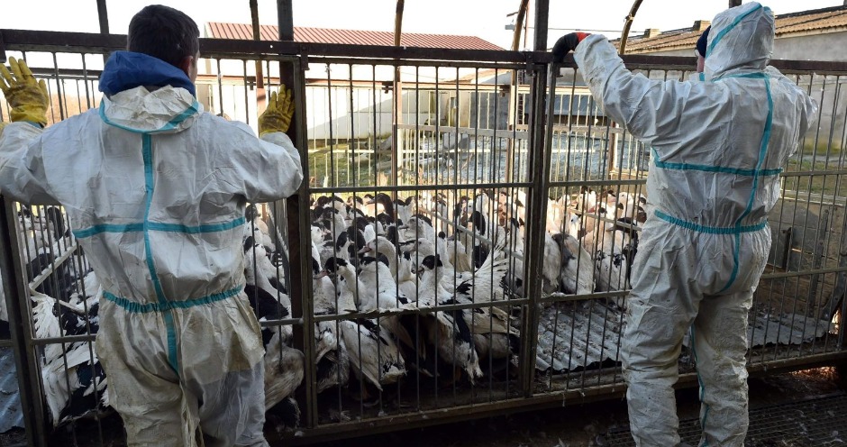 Вспышка птичьего гриппа A(H5N8) зарегистрирована во Франции Мясной