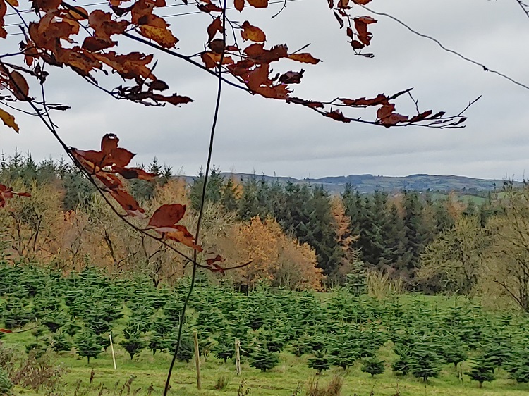 Meath Christmas Trees