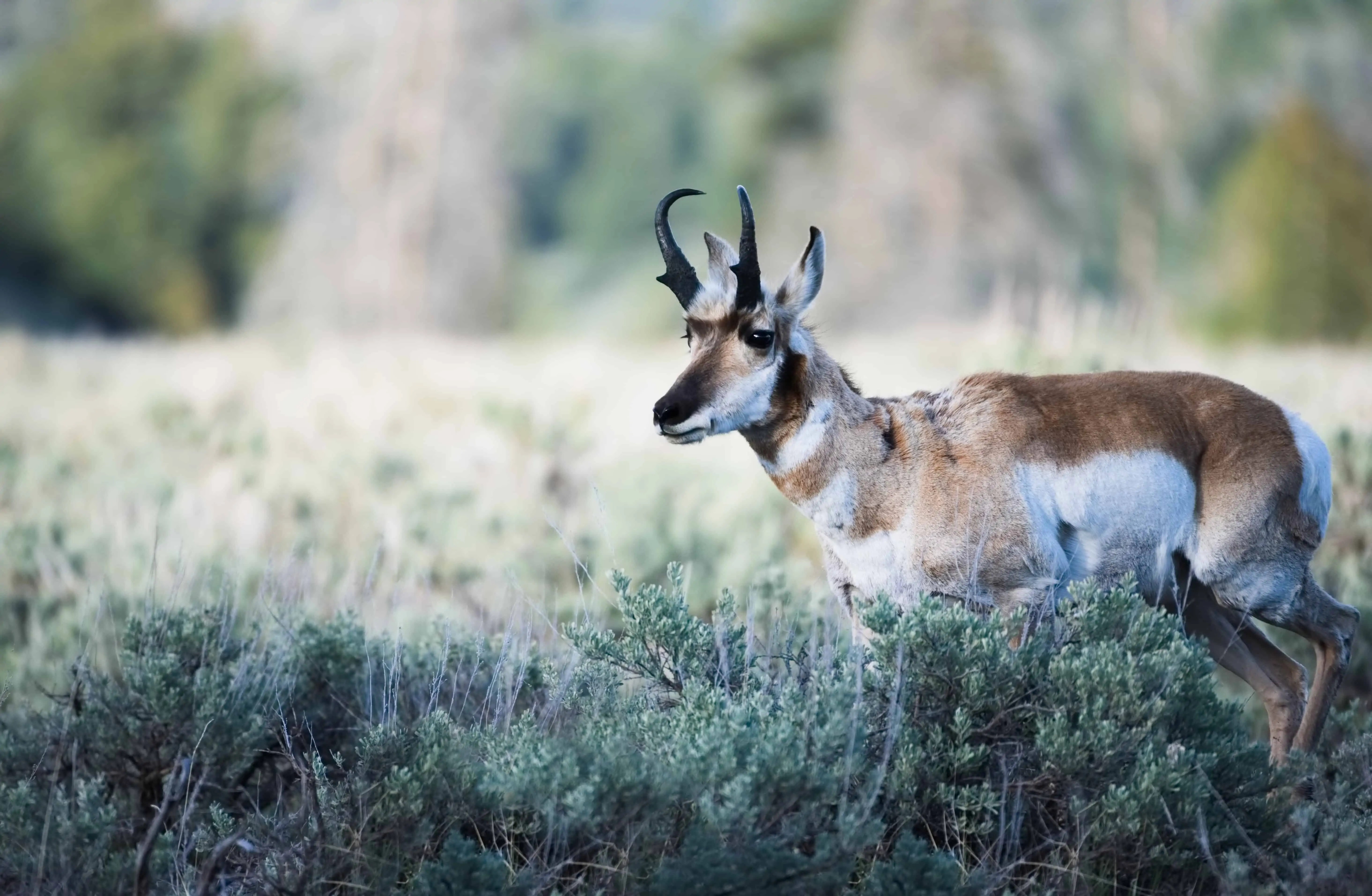 8 Best Types of Game Meat All You Need To Know Meat 'n Marrow