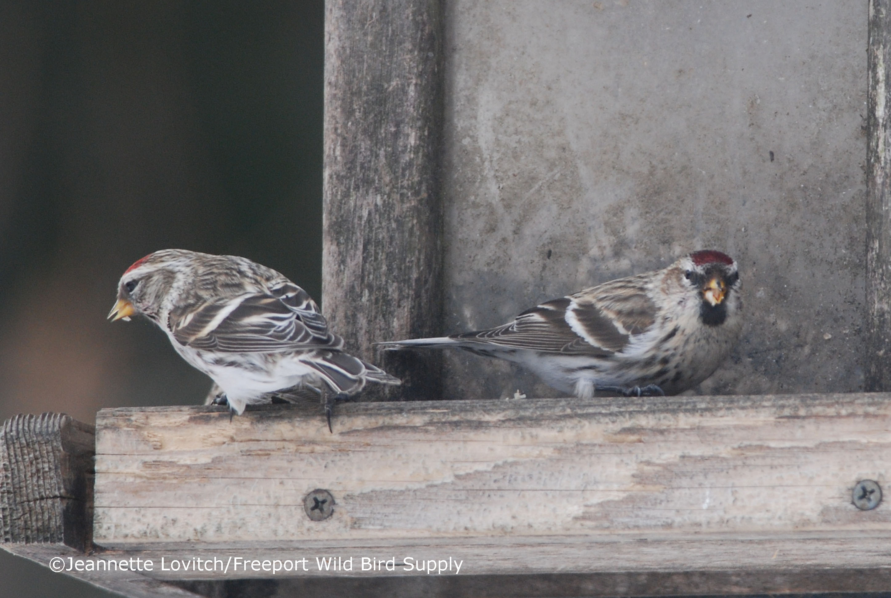 Why There are No Birds at Your Feeders Right Now (November 2017 but