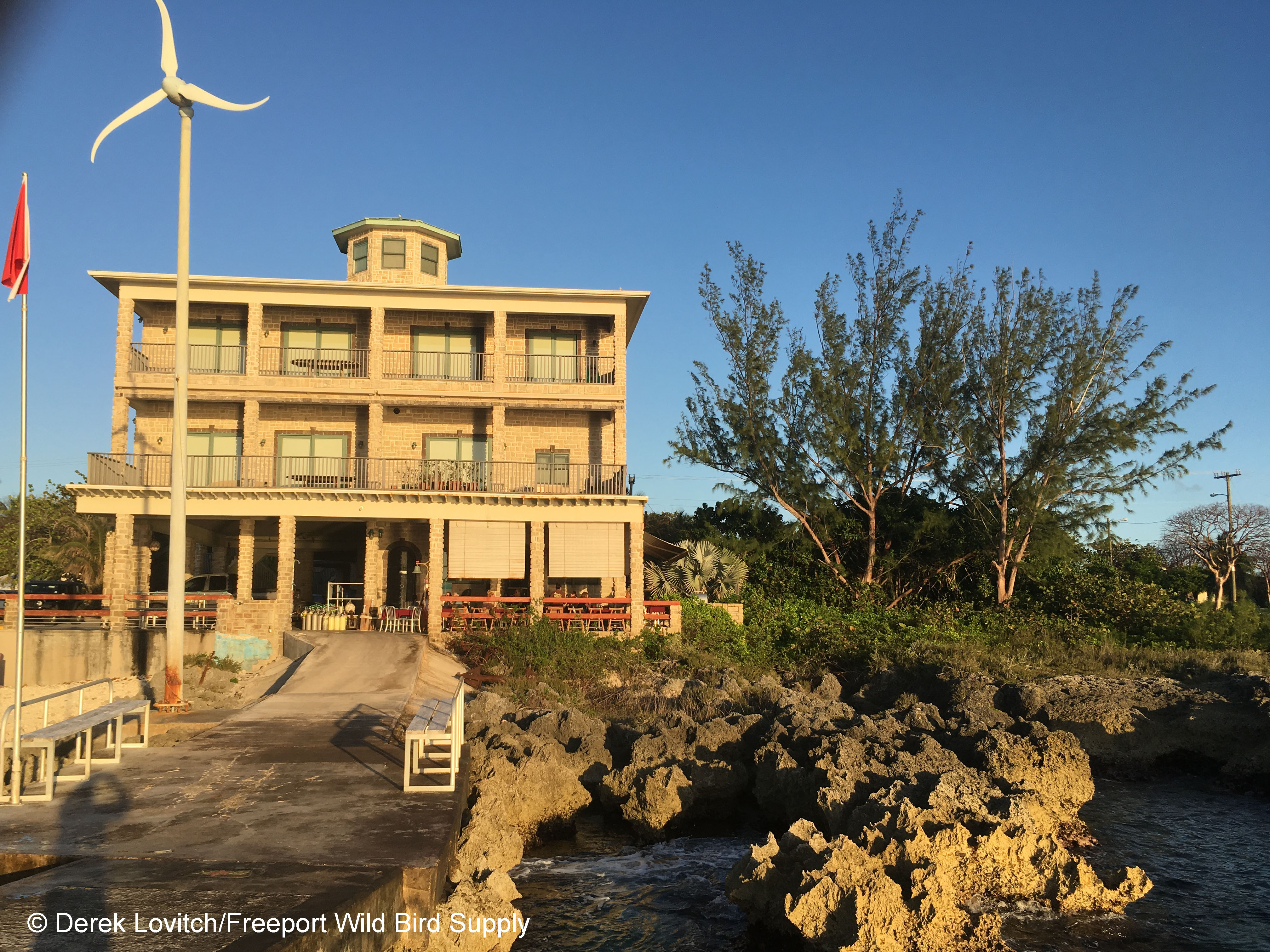 Maine Birding Field Notes Trip Reports, Essays, Rare