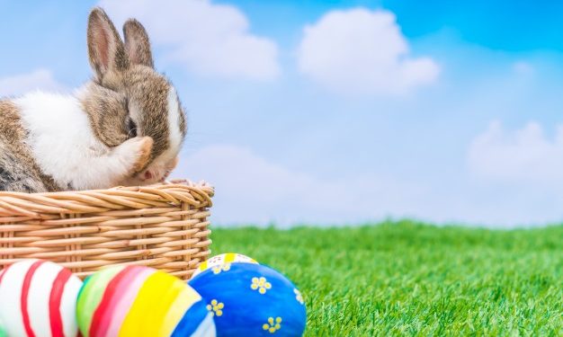 Pourquoi mon lapin me suit tout le temps ? Mécanique Énergétique