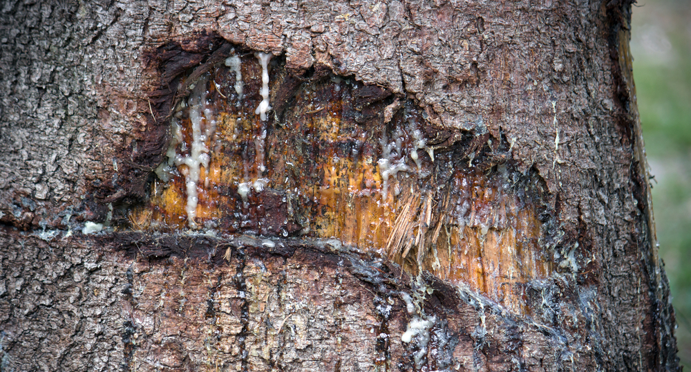 Slime Flux Water Leaking From Tree Trunk Mechanicsburg Tree Service