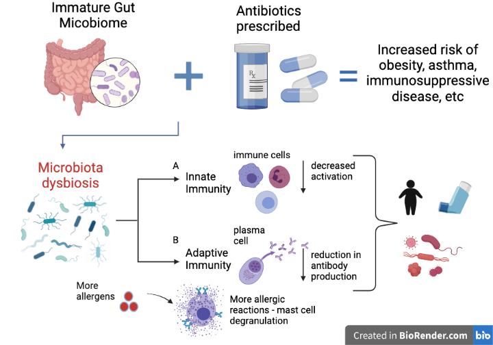 The Possible Long Term Risks of Infant Antibiotic Exposure Mechanisms