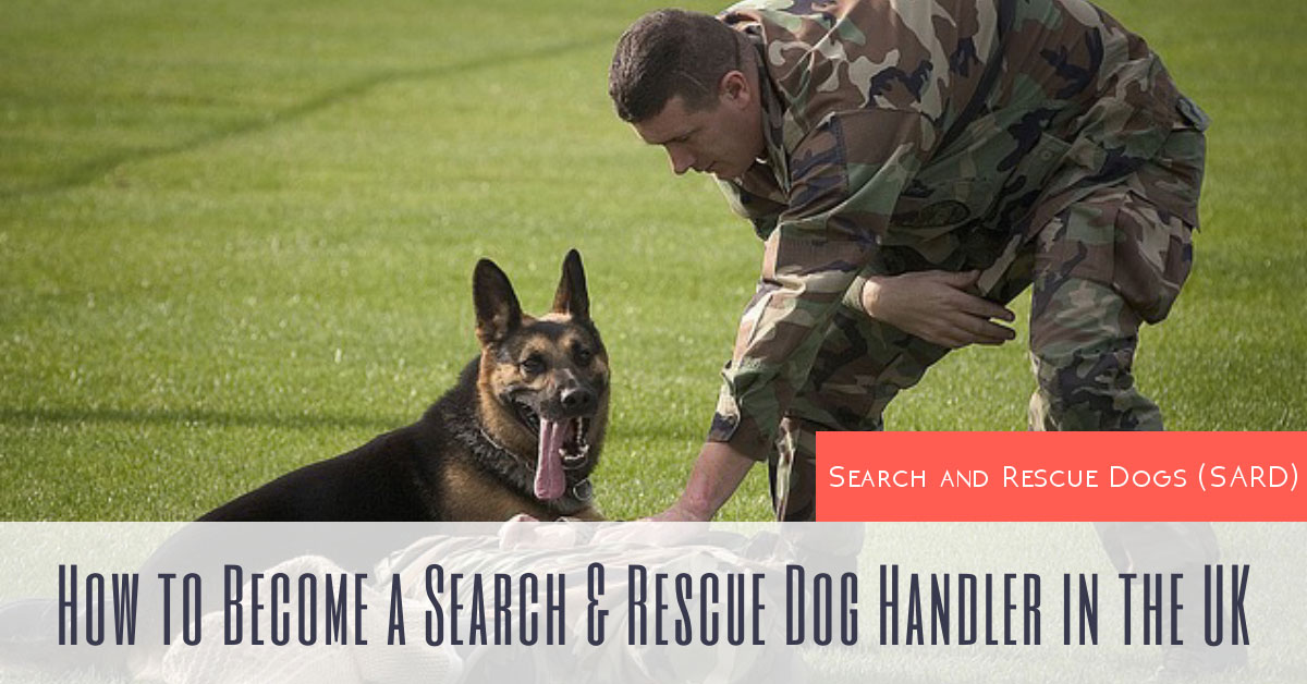 Search and Rescue Dogs How to a SARD Handler in the UK