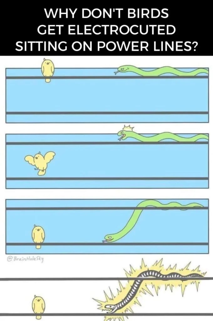 WHY DON’T BIRDS GET ELECTROCUTED SITTING ON POWER LINES? Mechanical