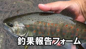 あまごとヤマメの違い めだか釣具店