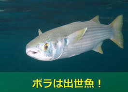 お魚ことわざ めだか釣具店 お魚ことわざ めだか釣具店