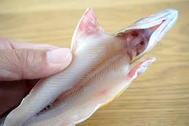 お魚ことわざ めだか釣具店
