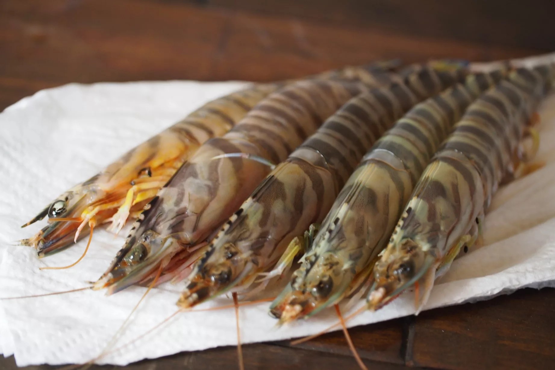 クルマエビとは？名前の由来からおすすめ料理まで専門的に解説！│めだか水産 広報部