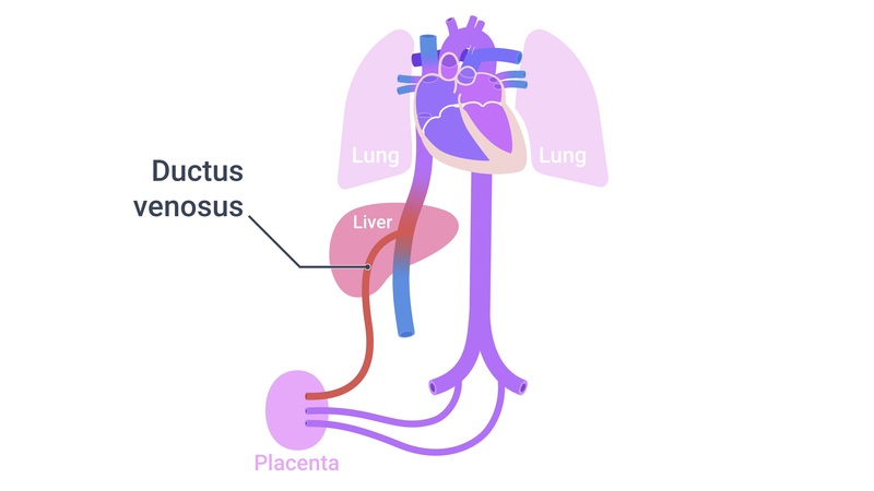 Pediatric Cardiovascular and Pulmonary Development & Assessment MedBridge