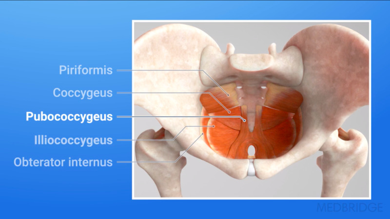 Functions and Dysfunctions of the Pelvic Girdle and Pelvic Floor