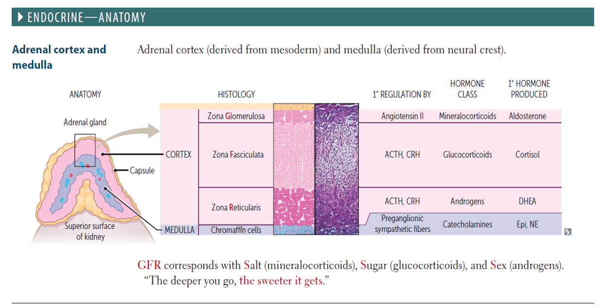 Congenital Adrenal Hyperplasia or CAH Medchrome