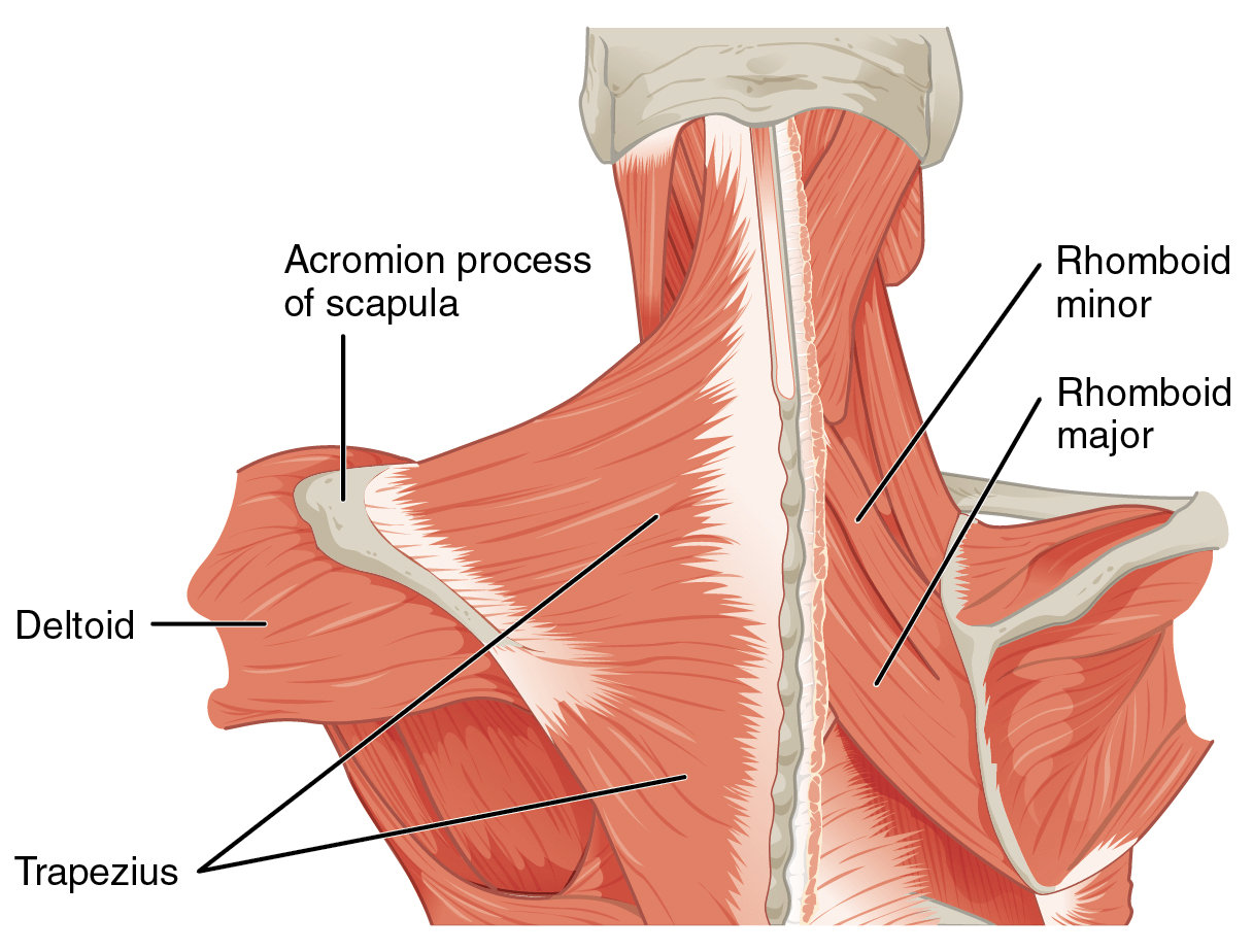 Scapula Anatomy Posterior