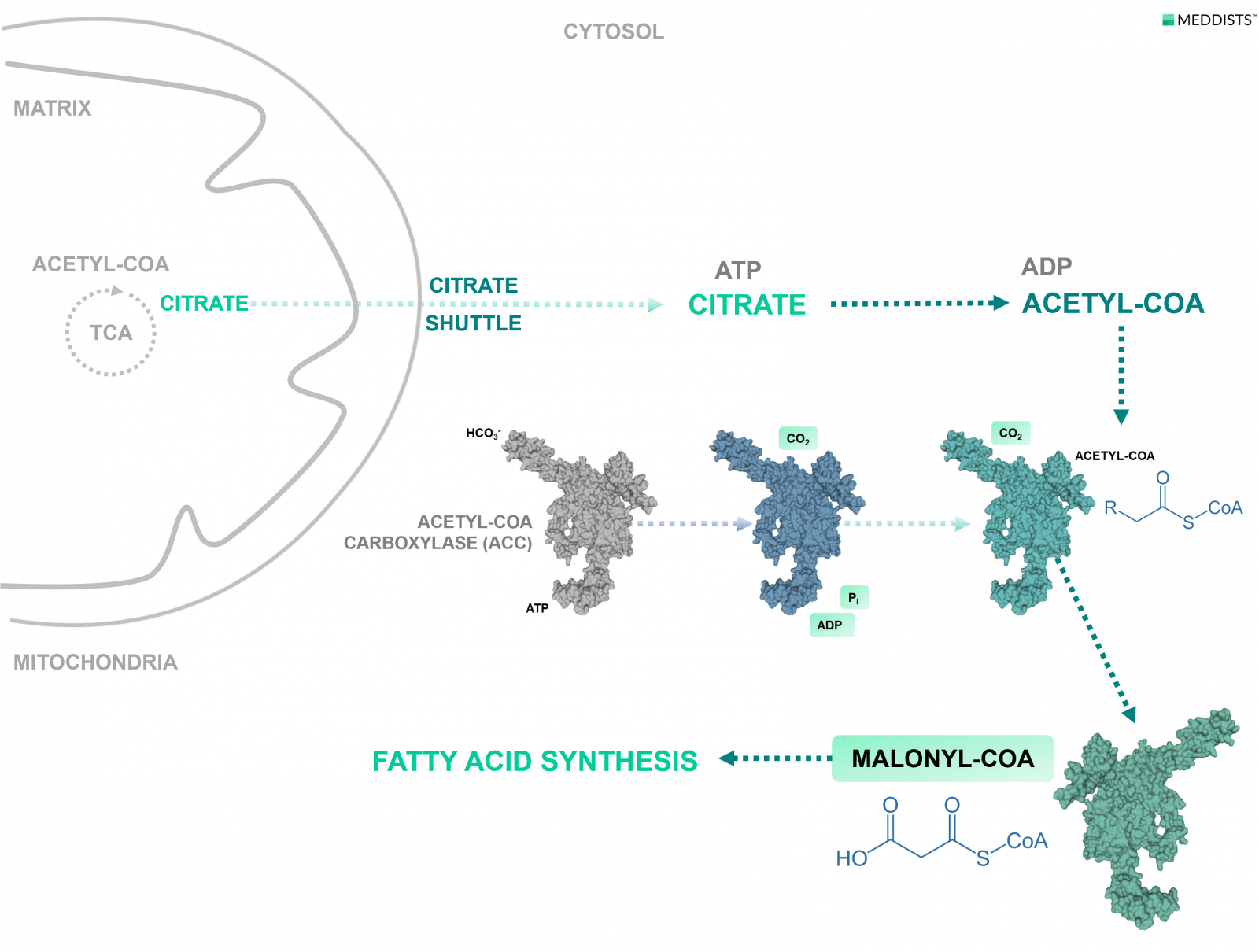 Fatty Acid Synthesis Citrate