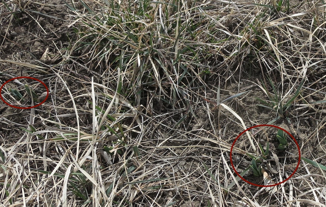 The Daffodil Project Medicine Hat A million daffodil bulbs by 2025