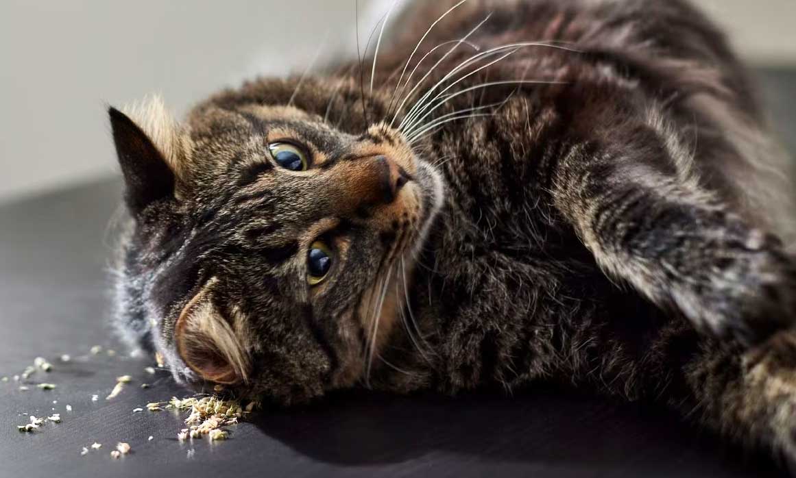 Can Cats Eat Catnip? Yes! Here Are the Benefits BeChewy
