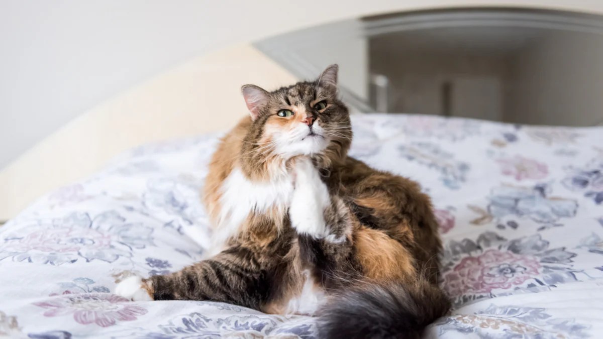 My Cat Won't Stop Scratching Himself | Bechewy