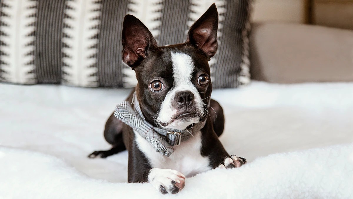 How to Train Your Dog to Settle Down on a Mat or Dog Bed BeChewy