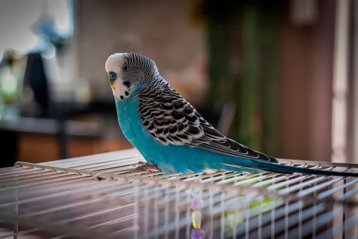 Teach Your Budgie/Parakeet To Talk | Bechewy