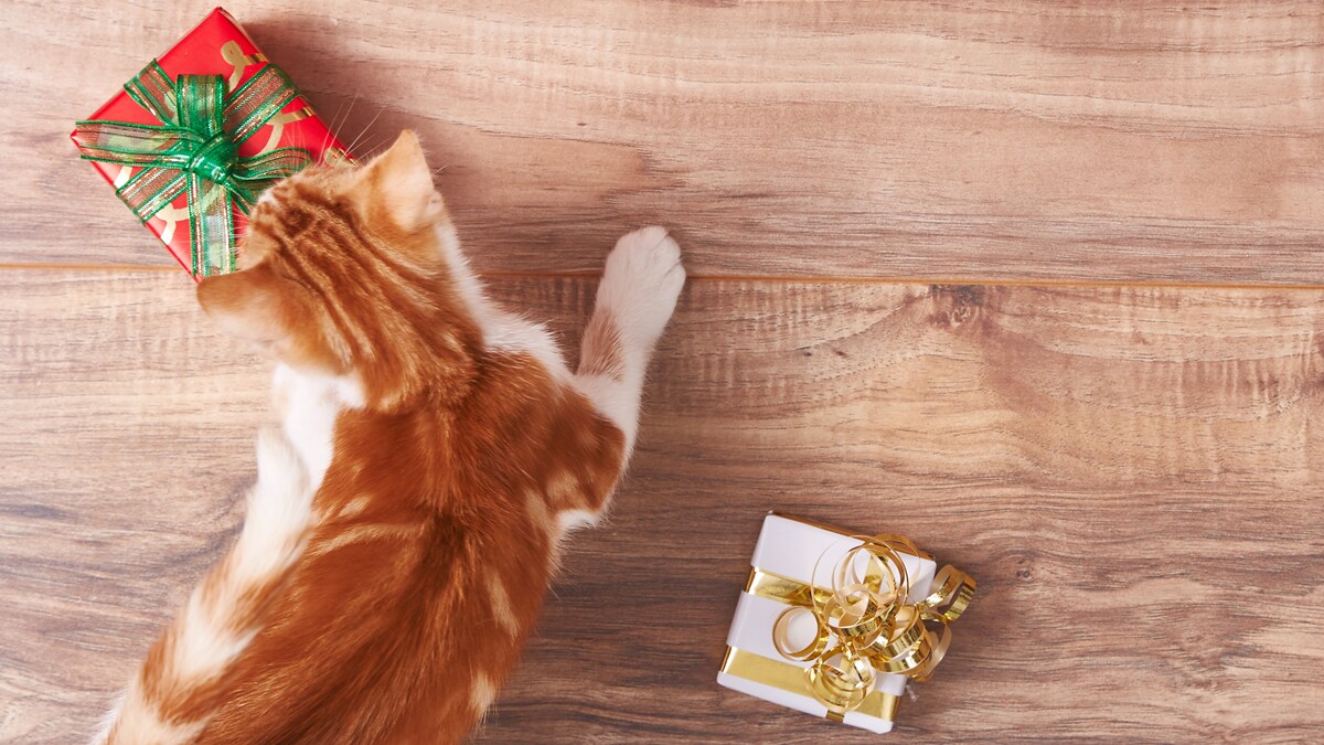 Best Flea Treatments for Cats 2022, According to Cat Owners BeChewy