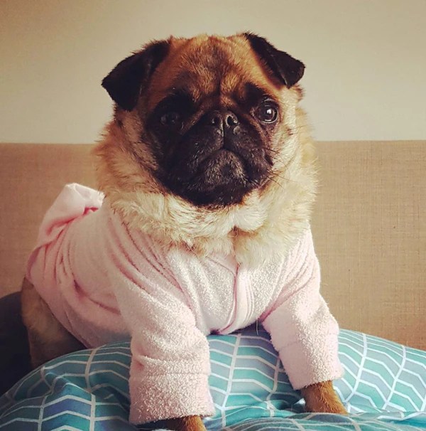 Pugs Wearing Sweaters