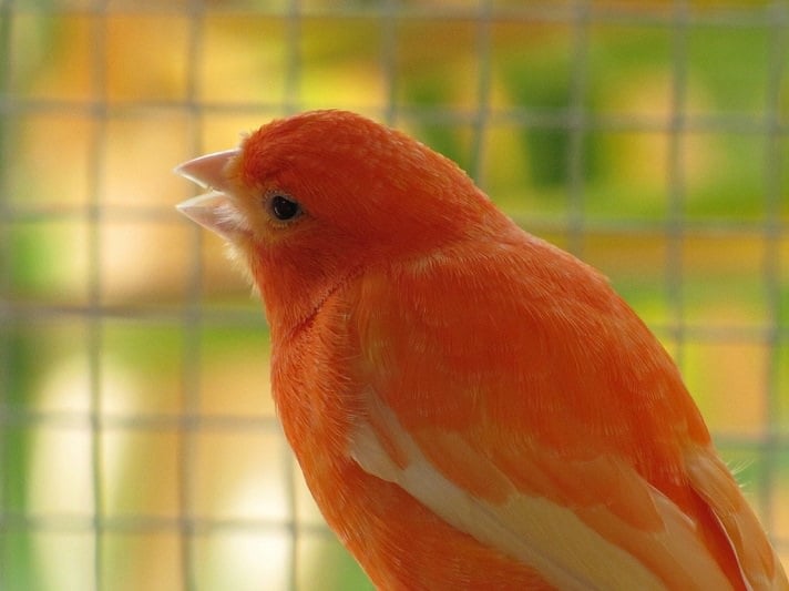 Main Canary Breeds Color, Type, Song BeChewy