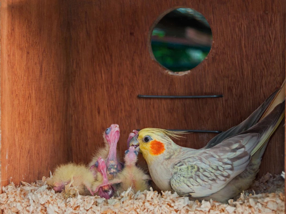Parents Pluck Baby Birds' Feathers BeChewy
