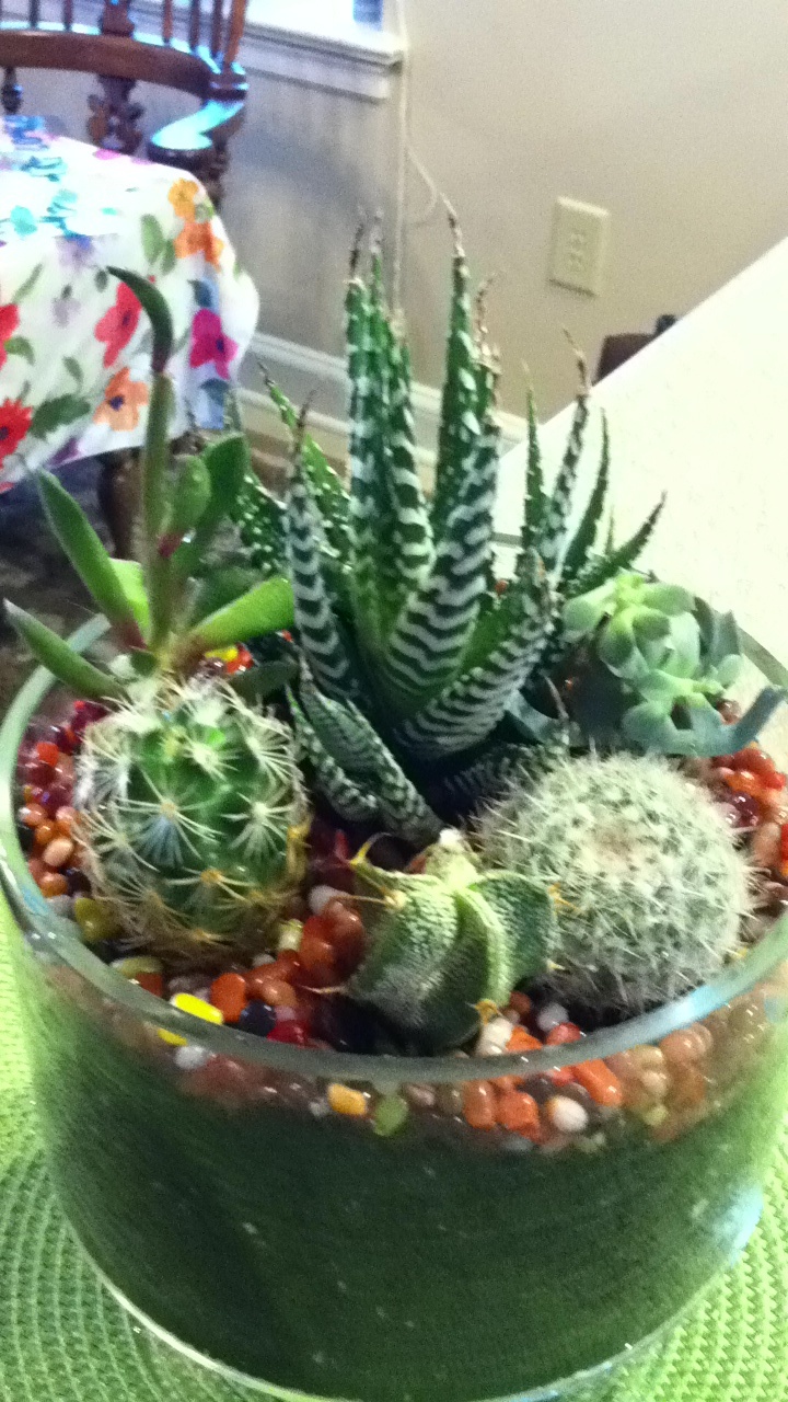 Indoor cactus garden ideas cactus plant love photo