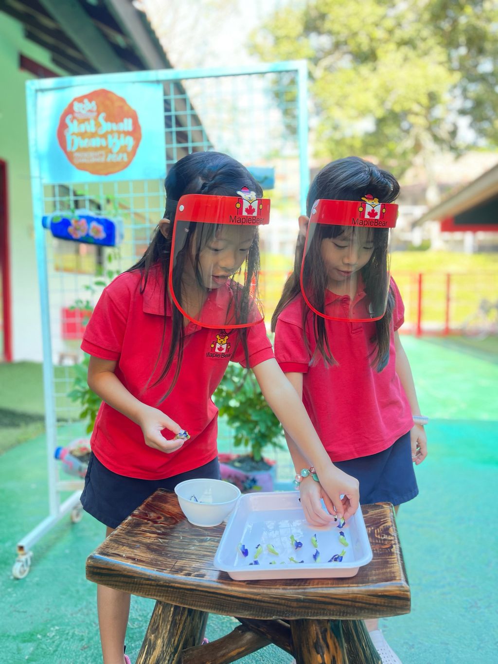Harvesting Blue Pea Flowers Start Small Dream Big
