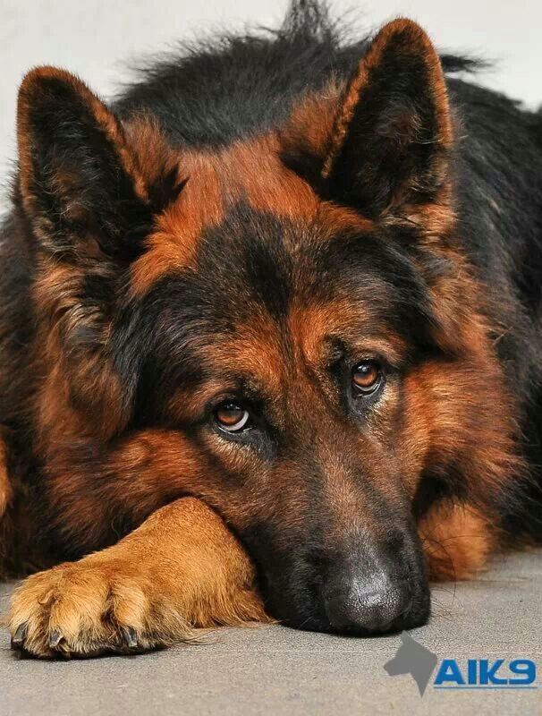 Red and black german shepherd. Animals Pinterest