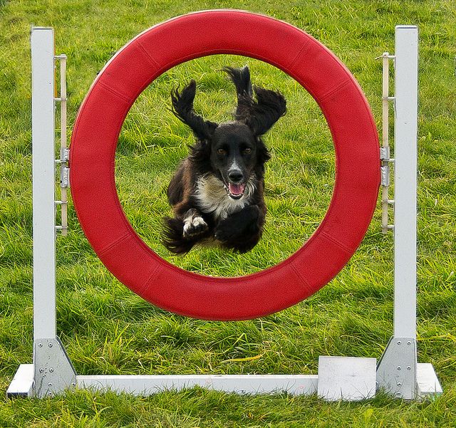 Dog agility jumping through hoop Animals Pinterest