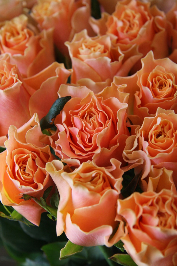 rose Carpe diem ♥ Orange ♥ Pinterest