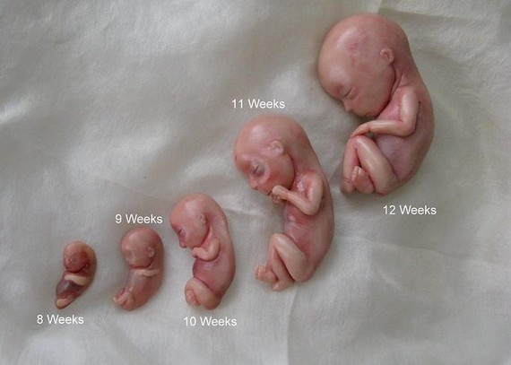 Fetal Development 812 Weeks Let's "talk" about "chalk"!! Pintere…
