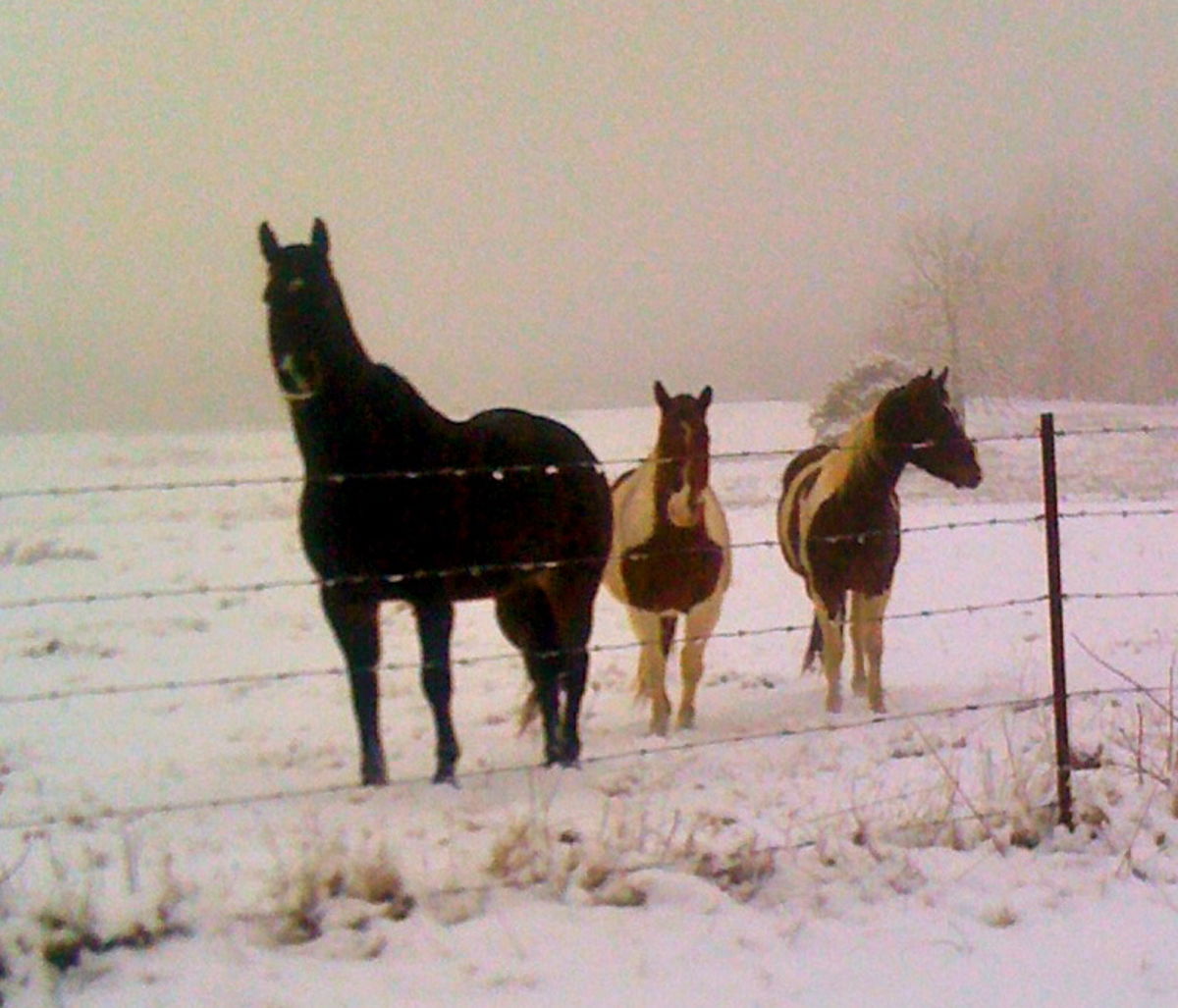 Medium Weight Horse Blankets A Listly List