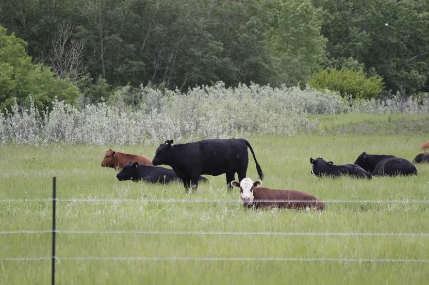 Saskatchewan freezes grazing rates for Crown land in 2023 650 CKOM