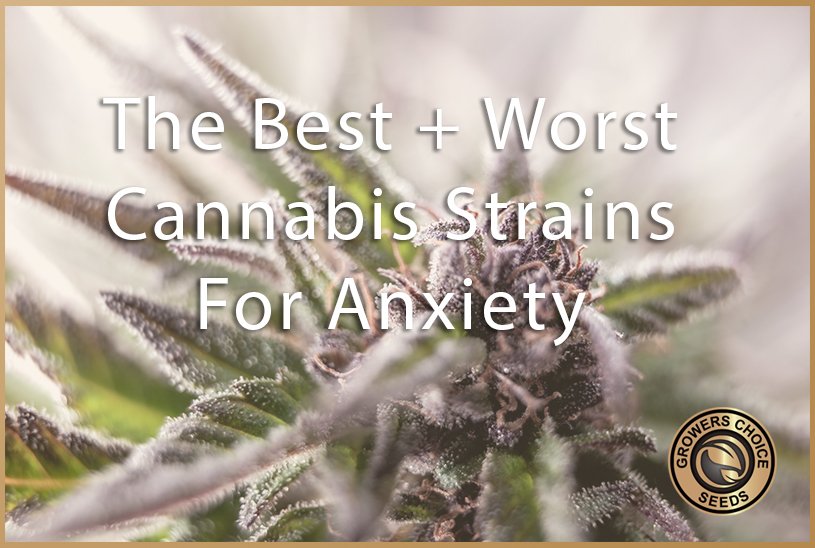 The Best and Worst Cannabis Strains For Stressful Days Growers Choice
