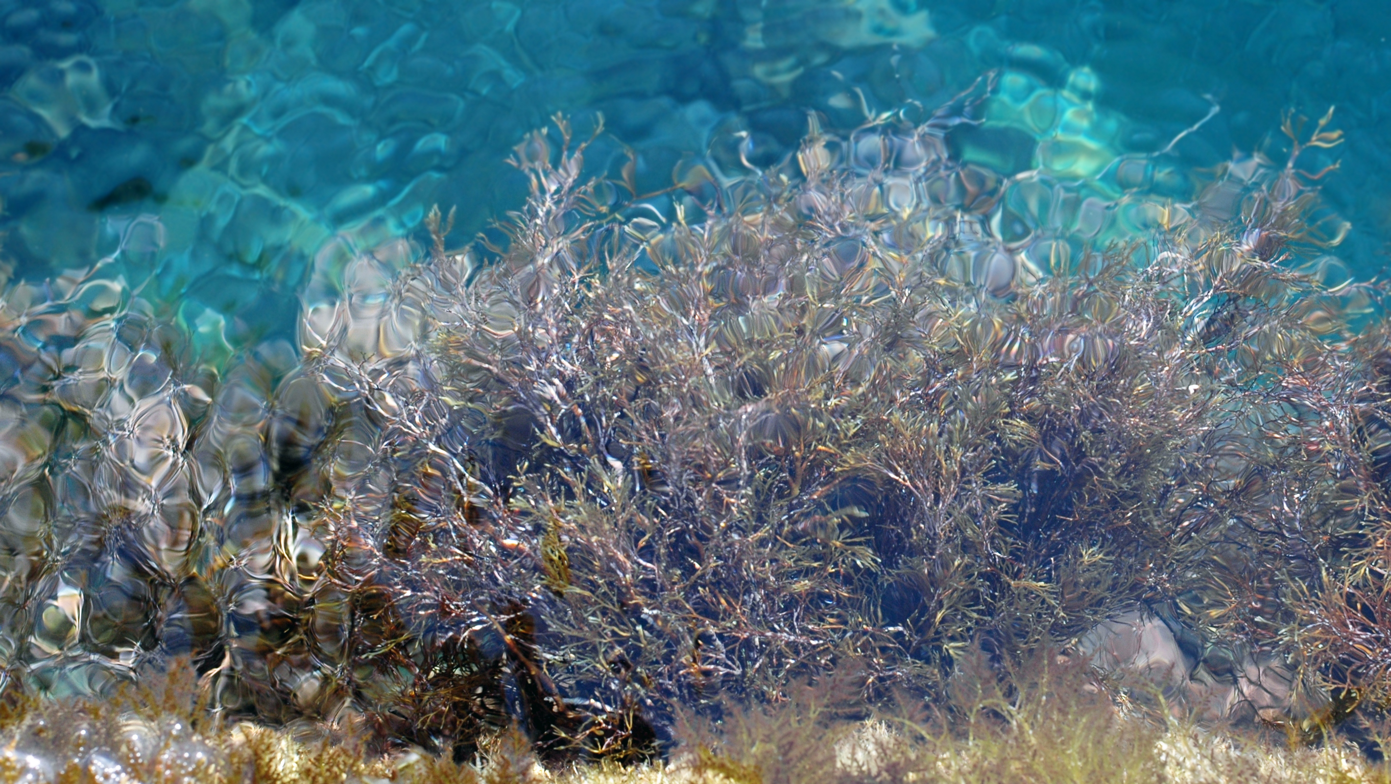 Seaweeds Get Sick Too When Stressed Research & Development World
