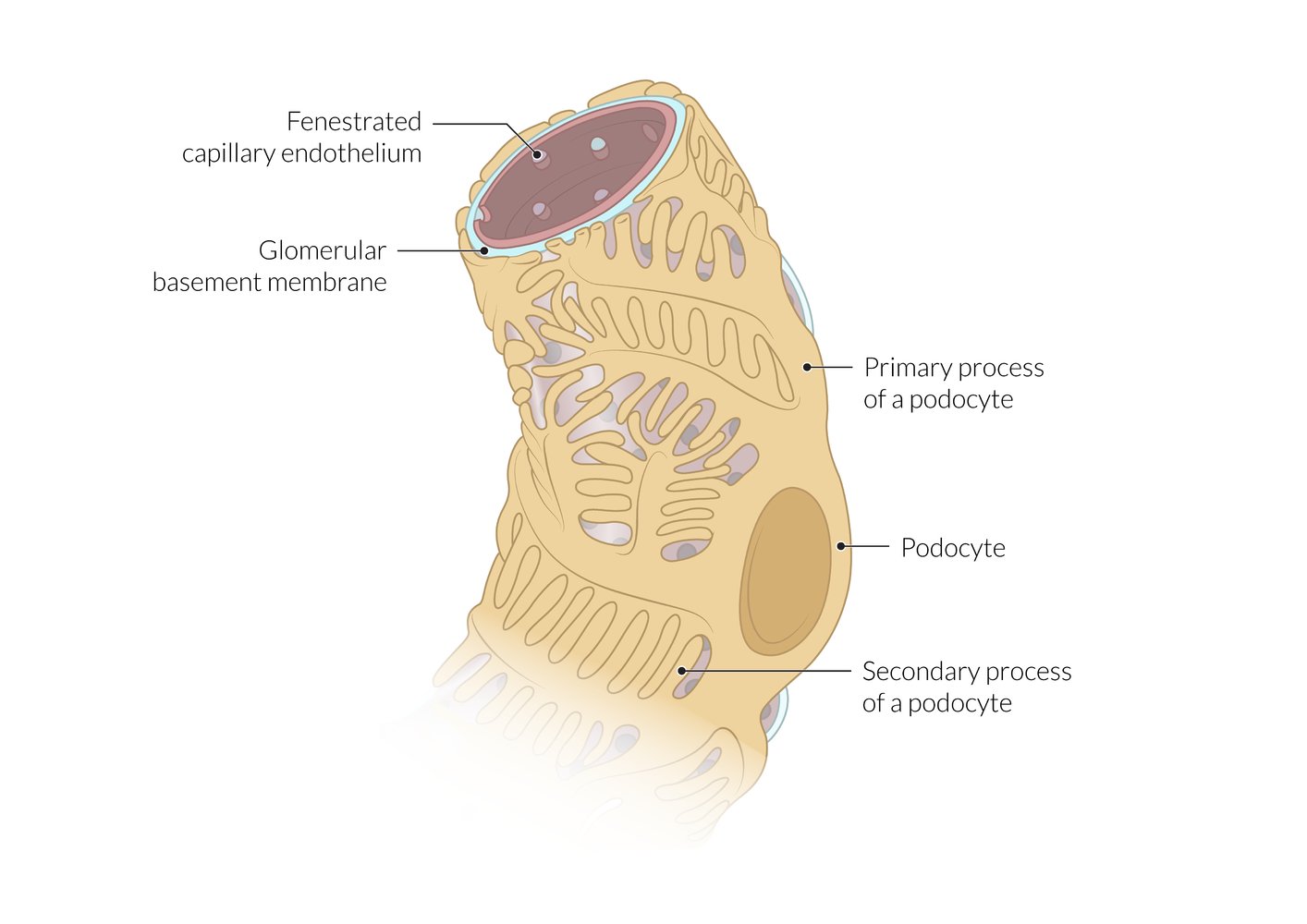 Glomerular Basement Membrane Layers