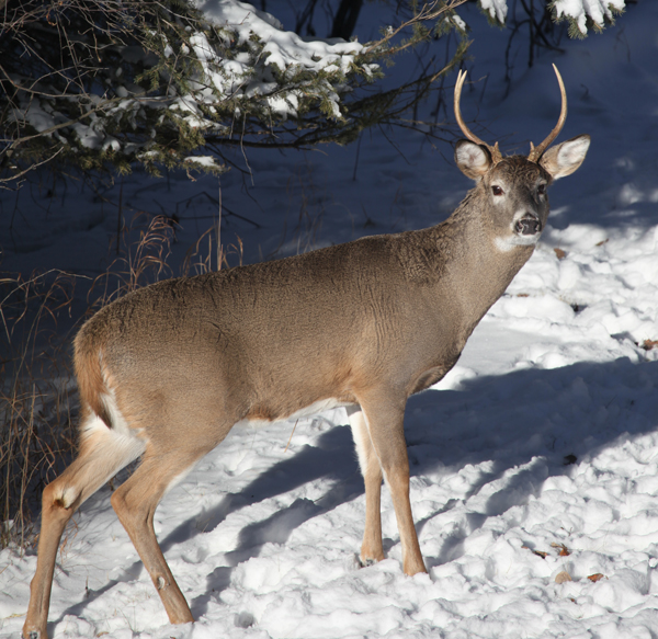 ScoutLook Success Story An Alberta Bruiser Buck HuntStand