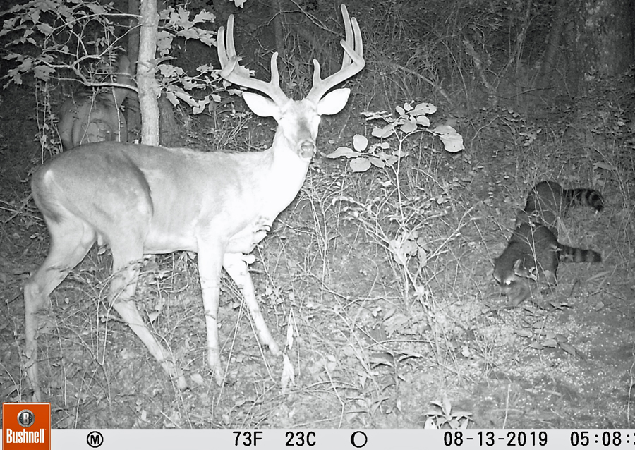 West Virginia Ridgetop Giant [Big Buck HIT LIST] HuntStand