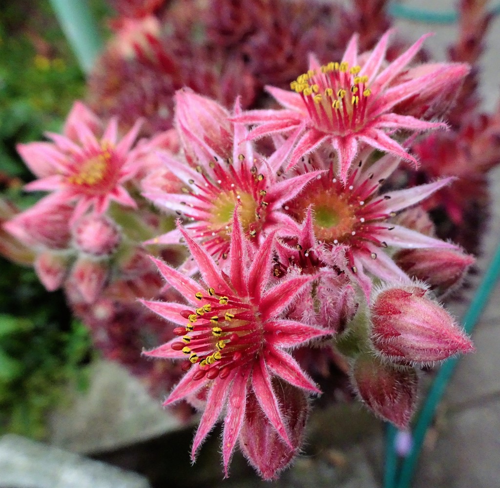 Succulent in flower by Beryl Lloyd · 365 Project