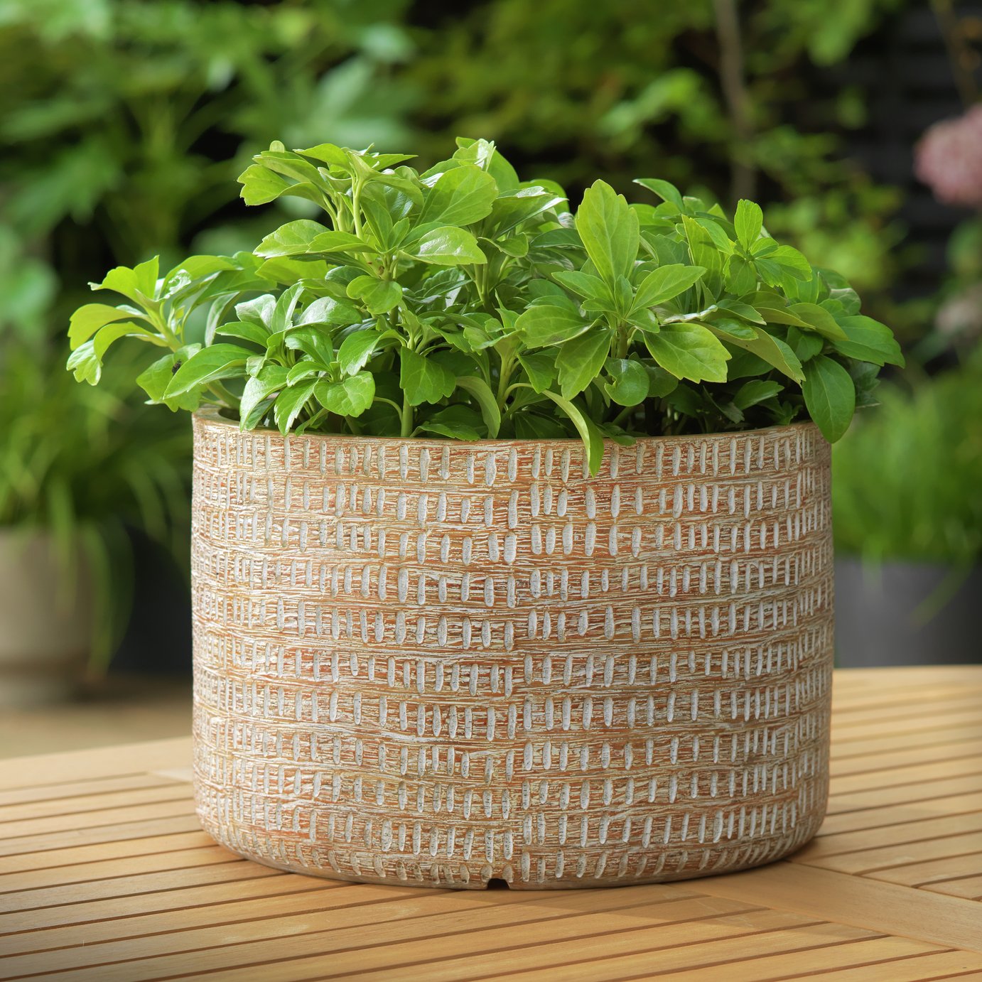 Argos Home Giant Wooden Dotty Plant Pot Reviews Updated September 2023