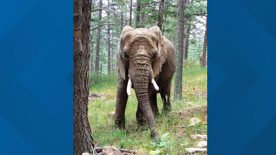 Cheyenne Mountain Zoo throwing 50th birthday party for Missy the