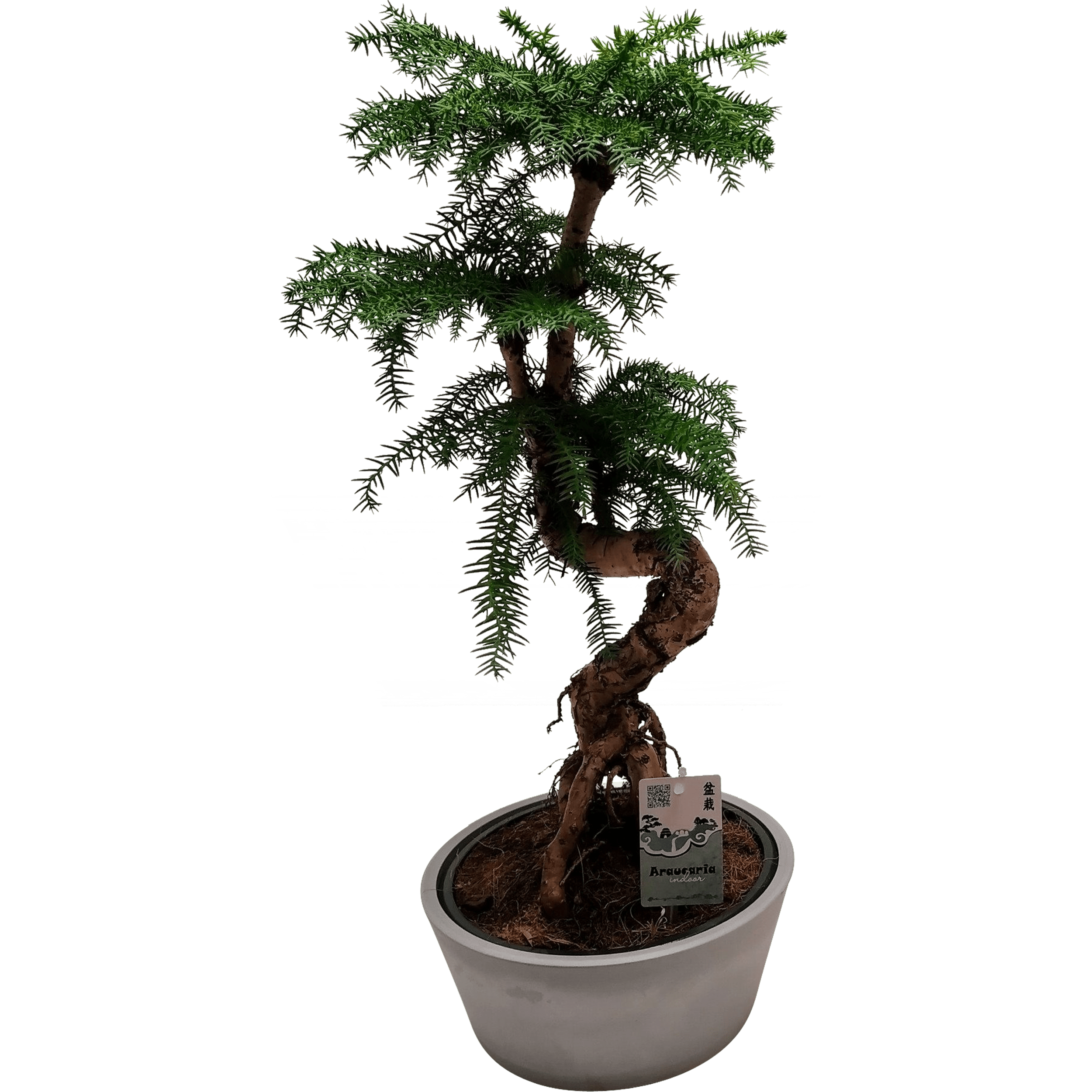Araukaria Cunningham Bonsai 65 cm Leroy Merlin